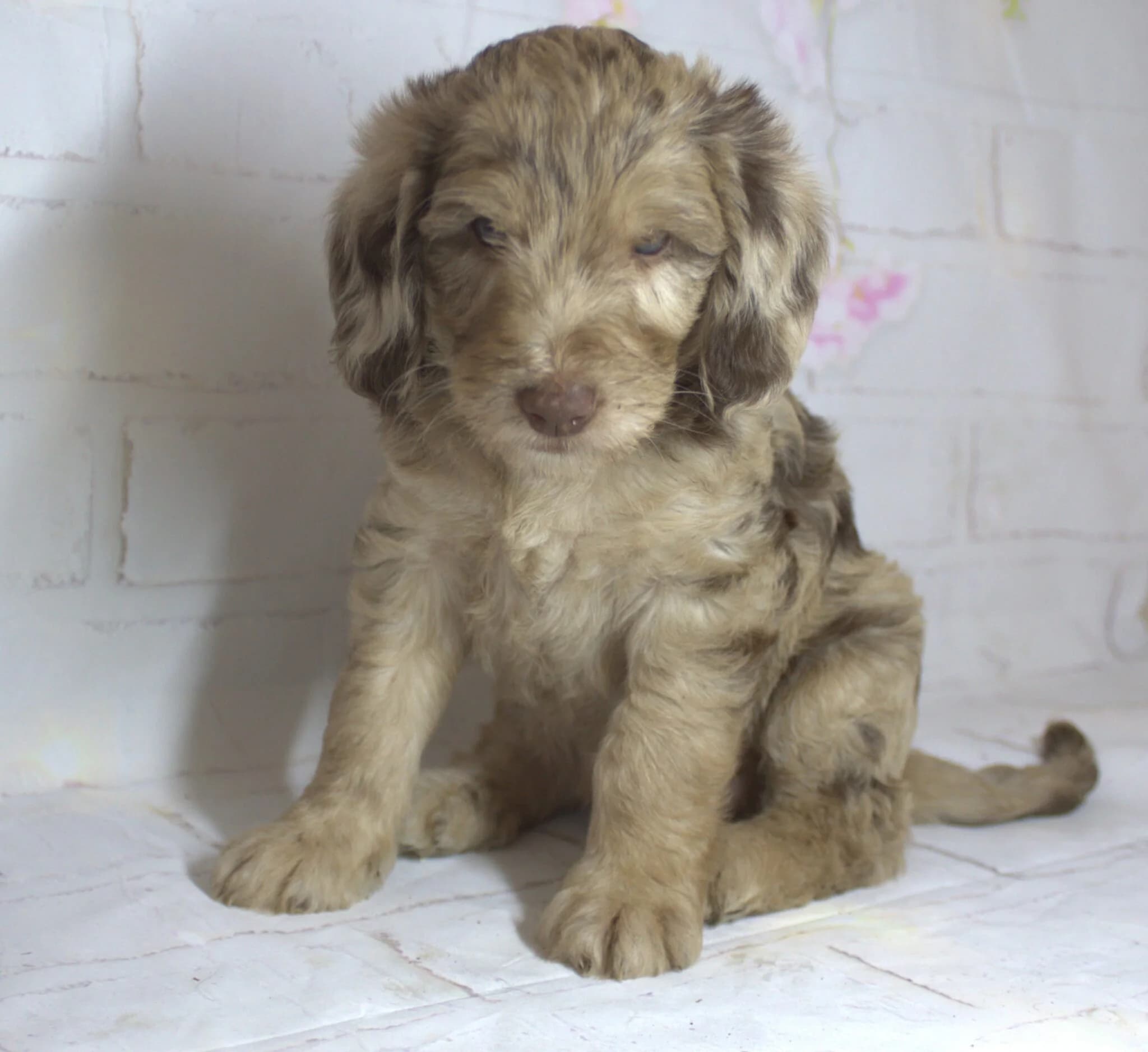 How to Choose Toy Goldendoodle Puppies: Expert Tips for Healthy and Happy Pets