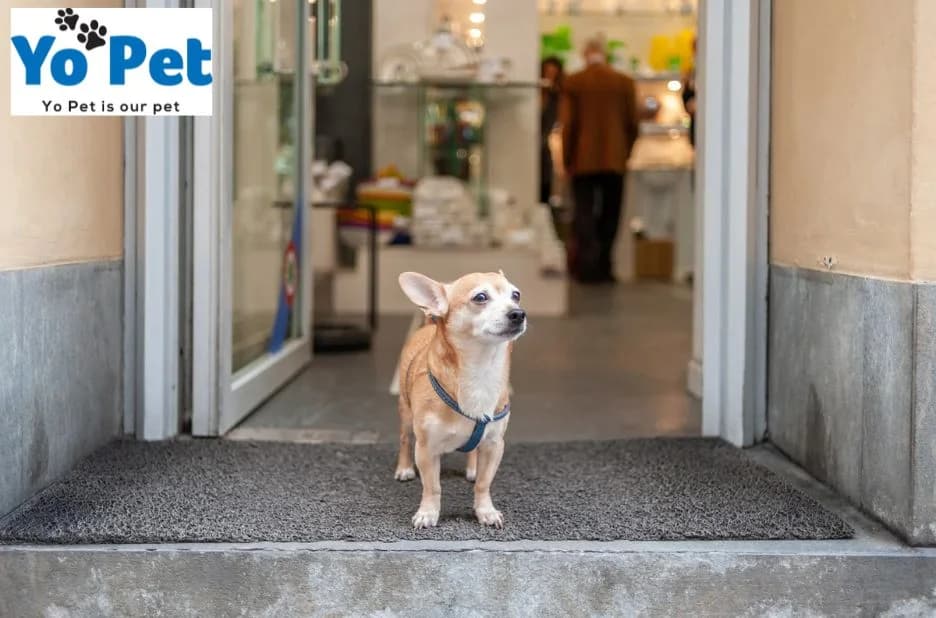 Dentalife Activfresh Sticks for Effective Dog Dental Care and Fresh Breath