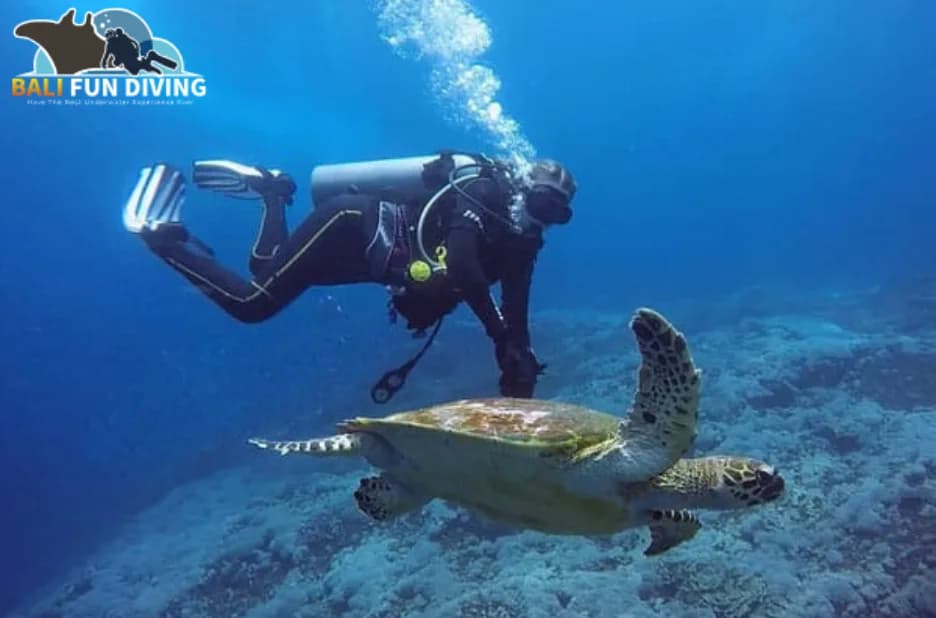 Comprehensive Scuba Diving Training for All Skill Levels and Safe Underwater Exploration