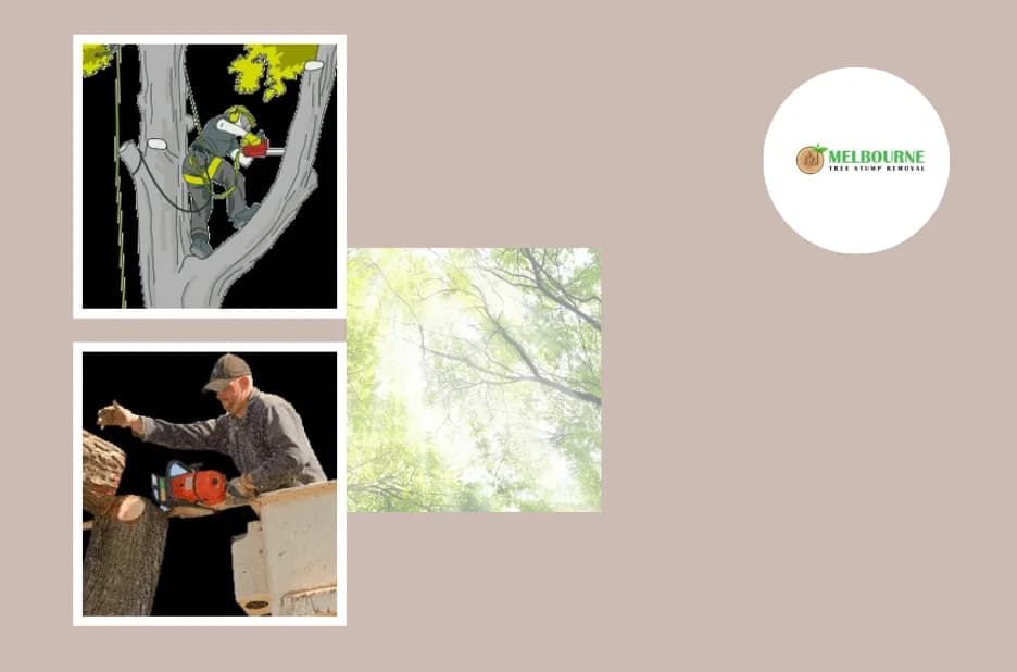 Expert Stump Grinding Melbourne Services for Clean and Safe Landscapes