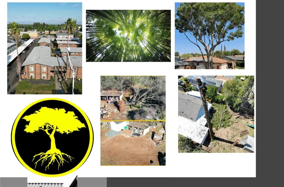 Expert Stump Grinding Services to Transform Your Yard and Enhance Your Landscape