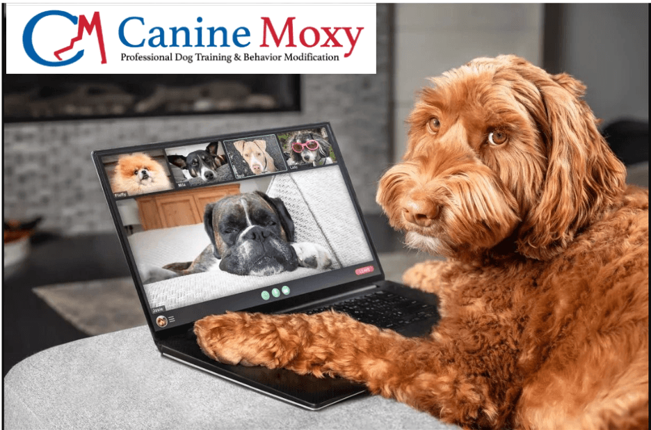 Personalized Canine Coaching for Real Trust Building