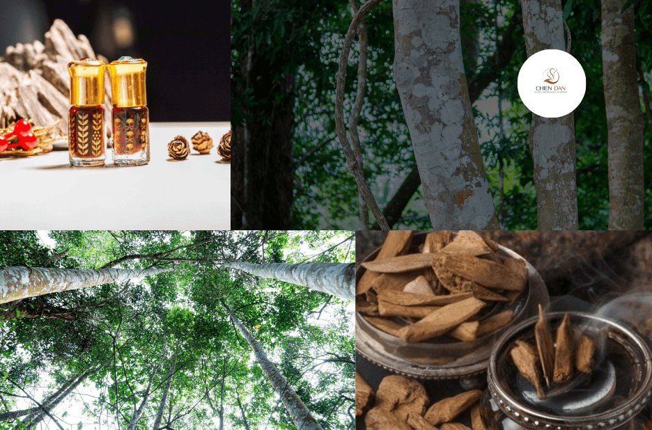 How to Choose Natural Agarwood Oil That Lasts Long