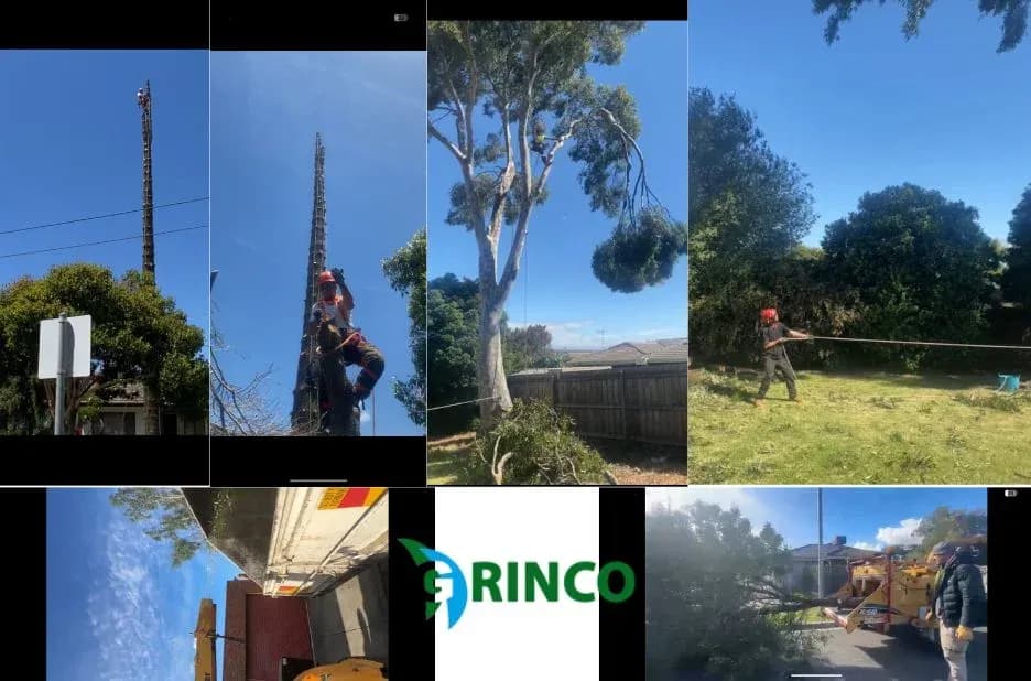 Emergency Tree Removal in Melbourne: Fast Hazard Clearing by Grinco Tree Services
