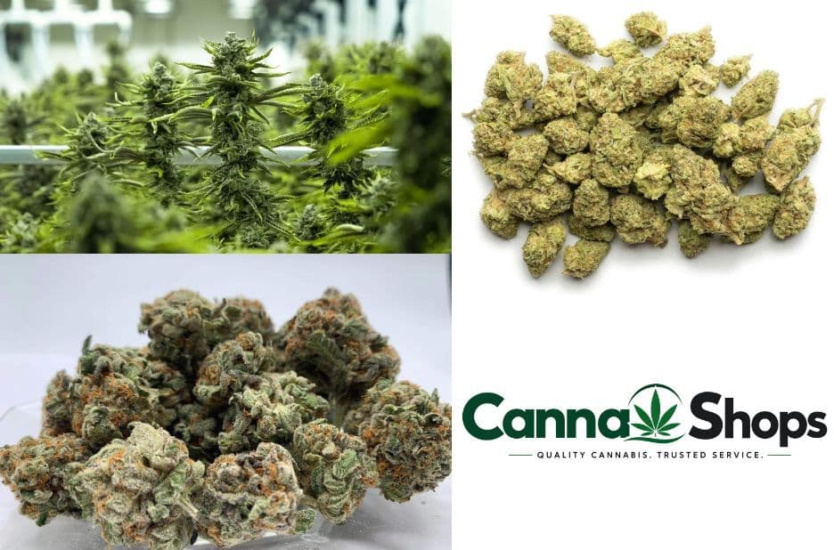 Find Reliable Canna Shops in the UK with Confidence