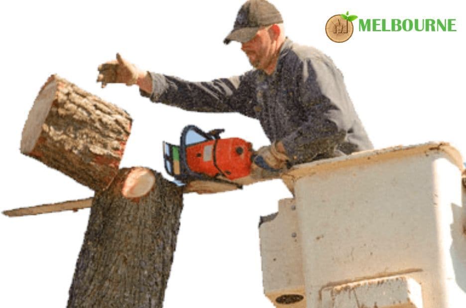 Trusted Stump Removal Footscray for a Cleaner, Safer Landscape
