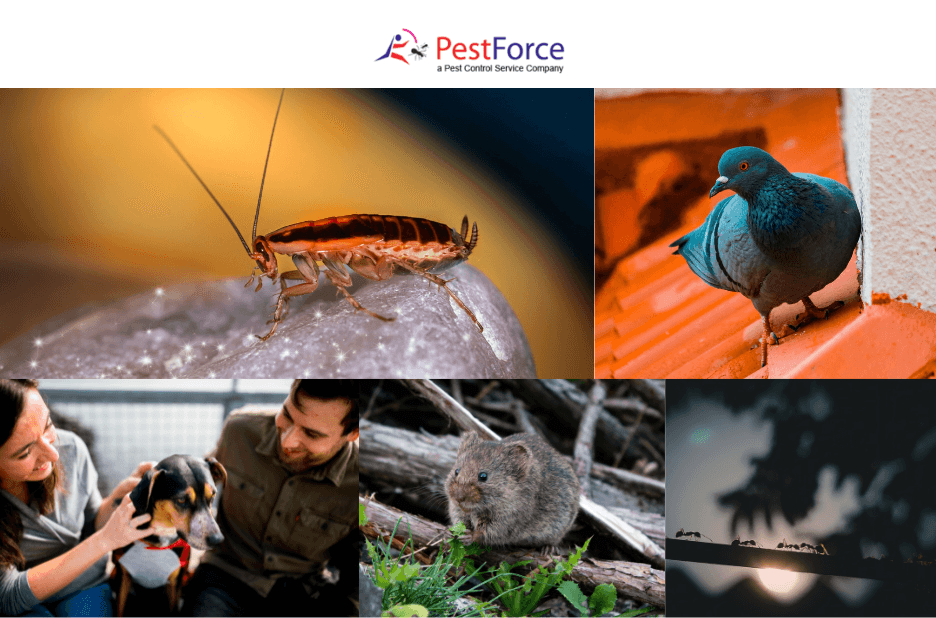 Calgary Mouse Prevention and Treatment You Can Trust