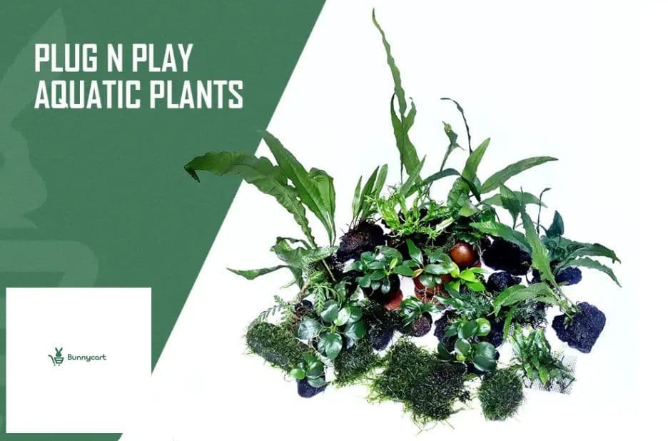 Aquatic Plants Online Expert Picks from Bunnycart.com for a Thriving Aquarium
