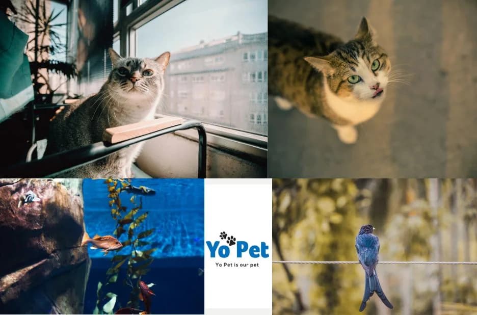 How Blue Ribbon Wood Pellet Solves Common Bedding and Hygiene Challenges for Small Animals