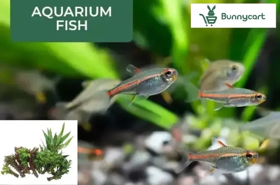 Aquarium Plants That Transform Your Tank into a Lush Aquatic Paradise with Bunnycart