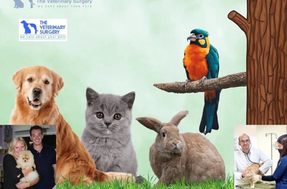 Essential Tips for Choosing the Best Doha Vets Qatar for Your Pet’s Health and Care