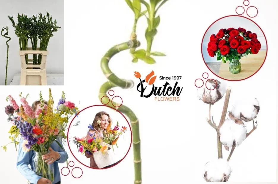 Roses Delivery Compared: Dutchflowers.com Rose Arrangements and Quality