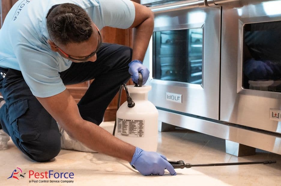 Mice Control in Calgary: Practical Steps to Stop Infestations and Seal Entry Points