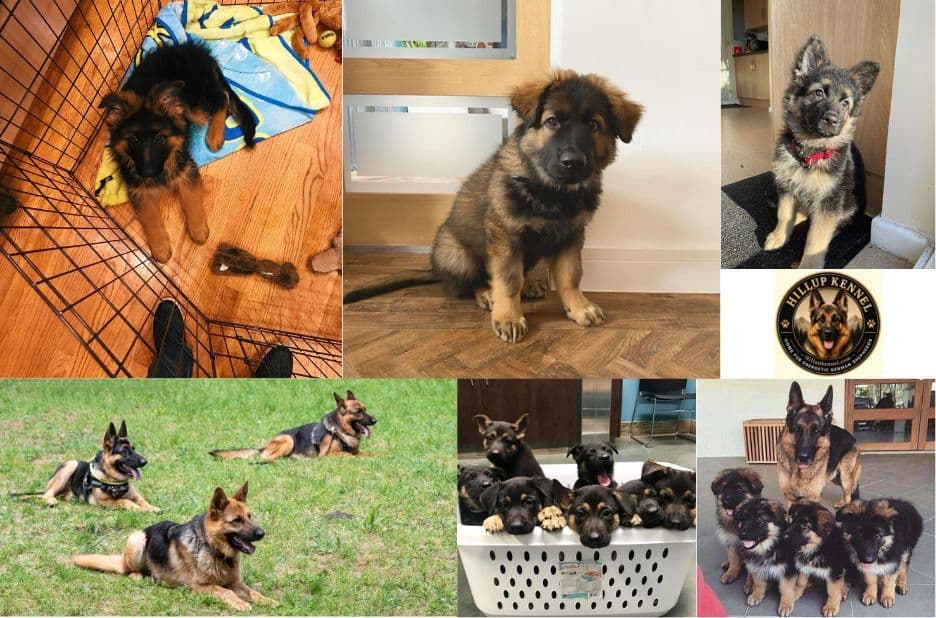 Affordable German Shepherd Puppy Checklist: What to Ask Hill Up Kennel