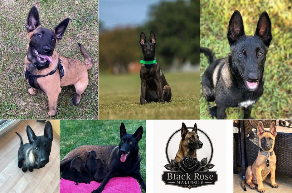 Find a Belgian Malinois Breeder Near You with Black Rose Malinois
