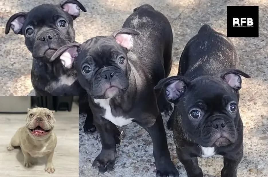 Discover the Joy of Giving a French Bulldog a Second Chance Through Trusted Rescue Services