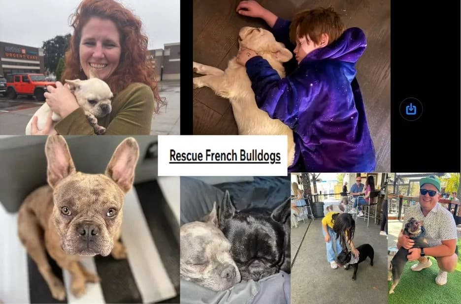 French Bulldog Adoption Guide: How to Find and Care for Your Perfect Rescue Companion