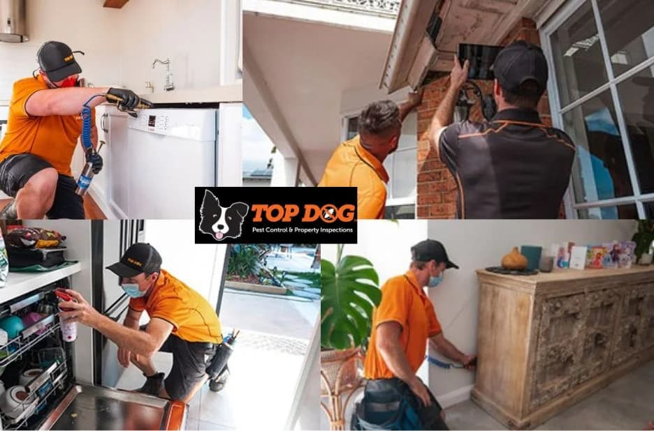 Choosing the Best Pest Control Services in Surfers Paradise: A Detailed Comparison
