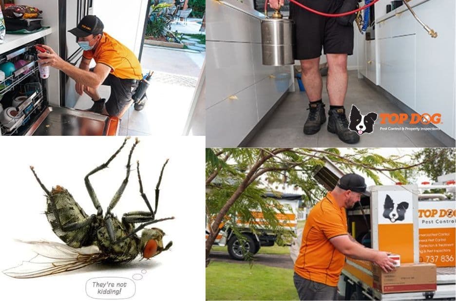 Checklist for Choosing Professional Pest Control in Nerang