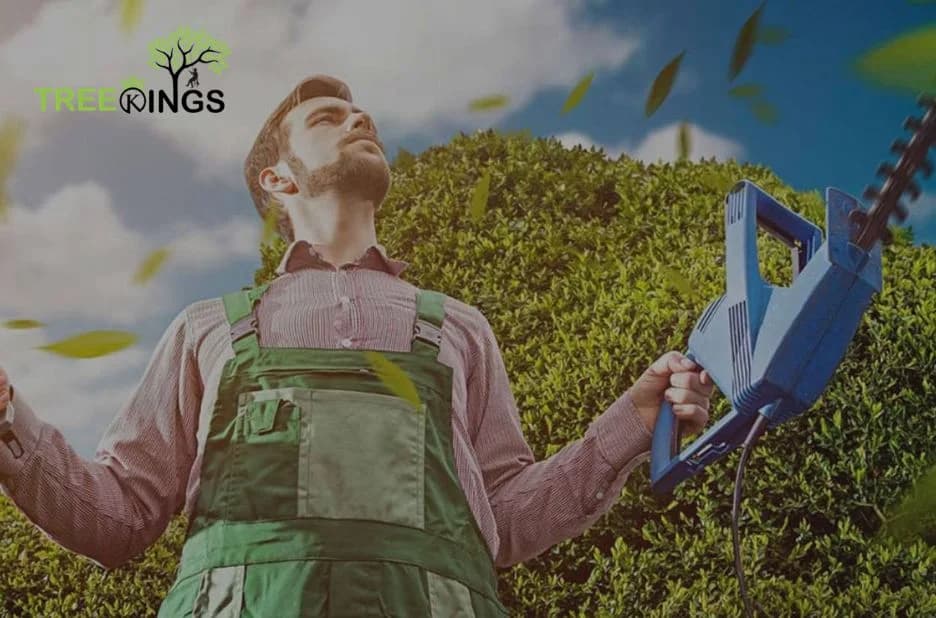 Discover Expert Stump Removal Solutions in Strathmore with TREE KINGS’ Trusted Service